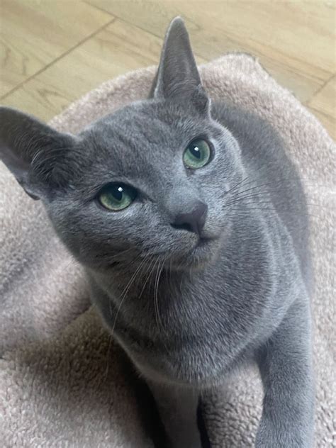 Russian blue – Artofit