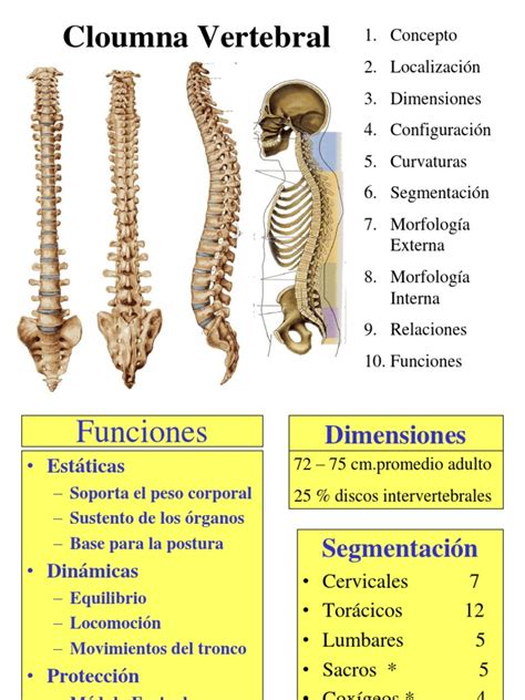 Columna Vertebral La Columna Vertebral Anatomía