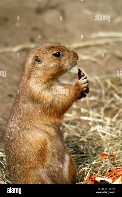 enjoy your meal Stock Photo - Alamy