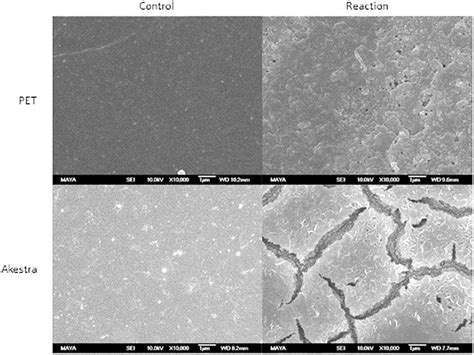 Frontiers Comparison Of The Enzymatic Depolymerization Of