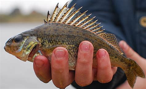 Ловля очень крупного ерша летом – Рыбалке.нет