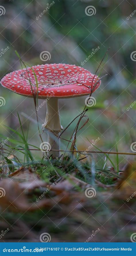 Red Fly Agaric Amanita Muscaria A Toxic Forest Mushroom Stock Image