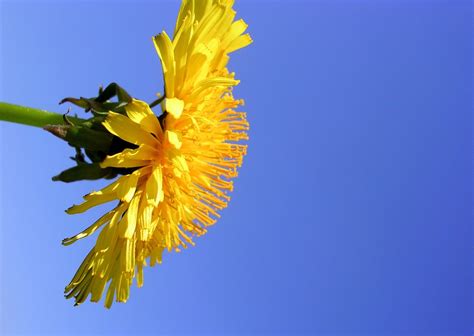 Dandelions New 3 Free Photo Download Freeimages