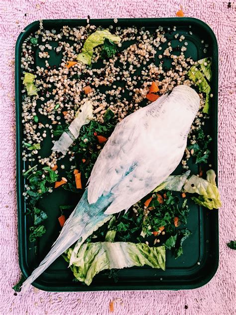 Healthy meal for parakeets #parakeet | Healthy recipes, Healthy, Meals