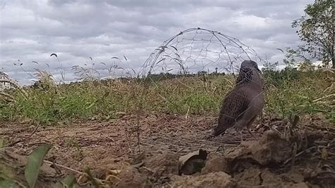 Bay Cu Gay Co Cai Gi Sai Sai O Day Boi Cham Boi Up La Bung YouTube