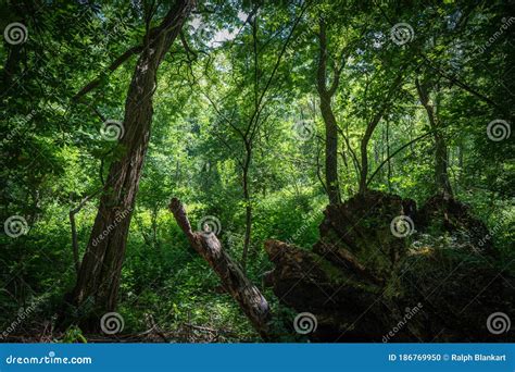 Remains Of A Fallen Tree In The Thickets Of The Riparian Forests The