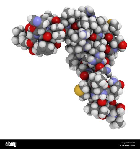 Menschlichen Parathormon Pth Parathormon Parathyrin Molek L Pth