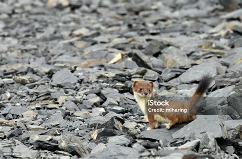 Short Tailed Weasel Ermine Stock Photo - Download Image Now - Alaska ...