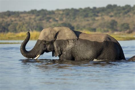 Beautiful Elephant Half Submerged In Water With Its Trunk Up In Chobe