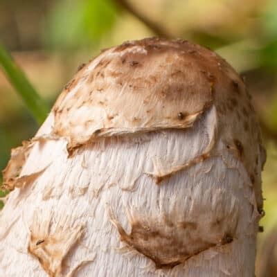 Foraging and Cooking Shaggy Mane Mushrooms