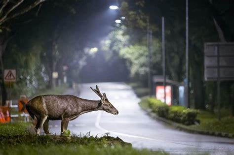 Sambar Deer Making A Return In Singapore Study Shows The Straits Times