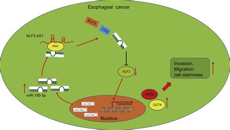 Lncrna Klf As Suppresses Cell Migration And Invasion In Escc By