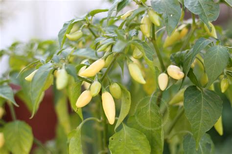 Chili "Dente Di Coyote" Samen - Ninjoverde