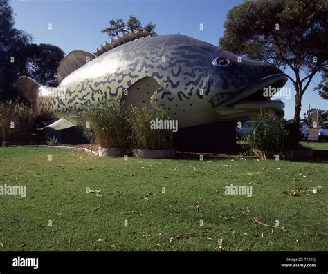 Big Murray Cod Australia Hi Res Stock Photography And Images Alamy