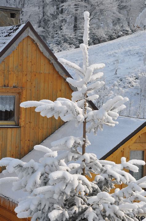 Images Gratuites Paysage Arbre Branche Neige Hiver Blanc Vue