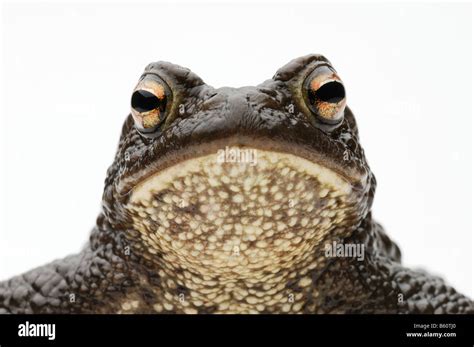 common  european toad bufo bufo portrait stock photo alamy