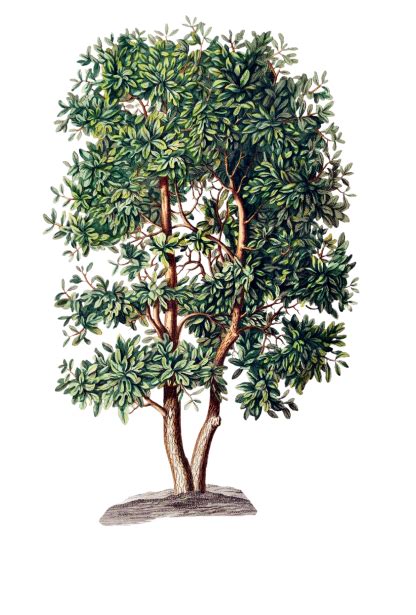 laurel tree  stock photo public domain pictures