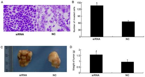 Downregulation Of PDCD4 By MiR21 Suppresses Tumor Transformation And