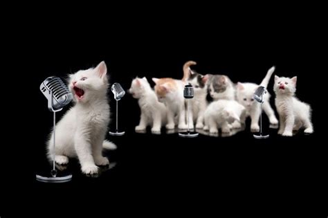 15 Canzoni Dedicate Ai Gatti Petsblog