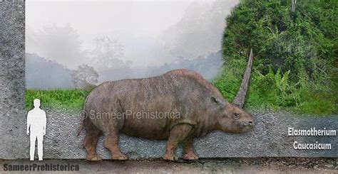 Elasmotherium Caucasicum Size by SameerPrehistorica on DeviantArt