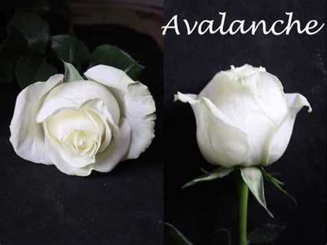 Varieties of White Roses | White roses, Flower identification, Rose