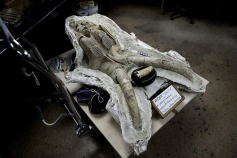 Mammoth Fossils Discovered Under Los Angeles Subway by Construction Workers