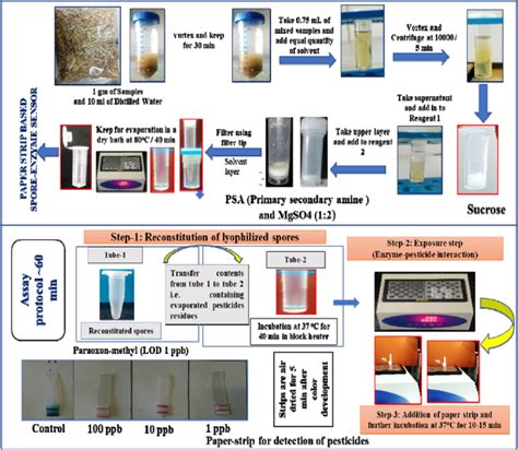 Overall Extraction And Paper Strip Assay For Rapid Detection Of