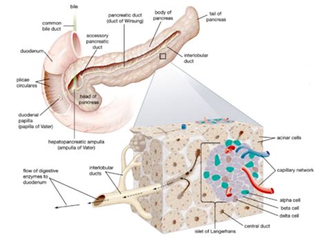 Intestinc grêle pancréas Cartes Quizlet