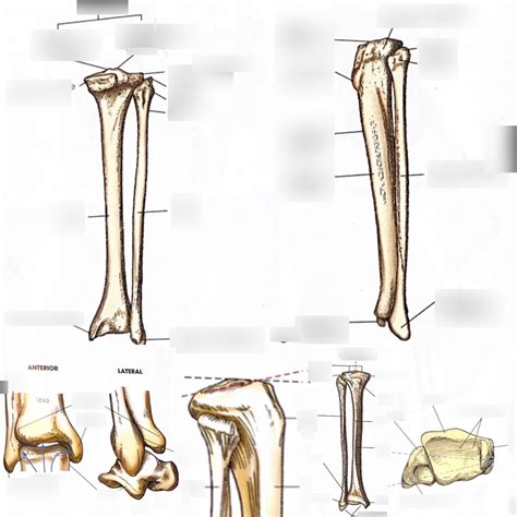 chapter  leg anatomy diagram quizlet