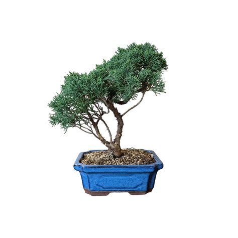 Бонсай Можжевельник Chinensis 30 лет, купить дерево по выгодной цене в ...