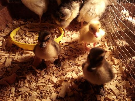 Call duck hatching eggs | BackYard Chickens - Learn How to Raise Chickens