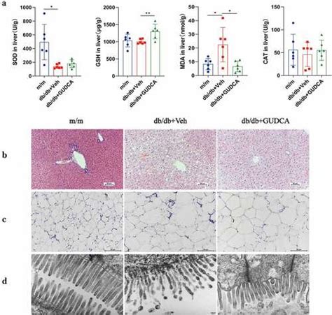 Full Article Glycoursodeoxycholic Acid Regulates Bile Acids Level And