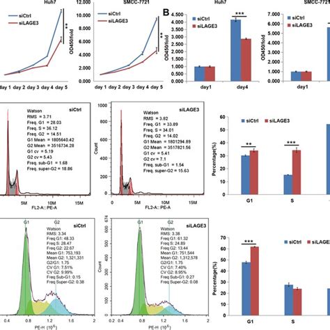 LAGE3 Knockdown Suppressed HCC Cell Proliferation A The Proliferation