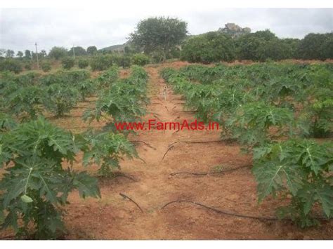 Acres Papaya Agriculture Farm Land For Sale In Magadi Ramanagara