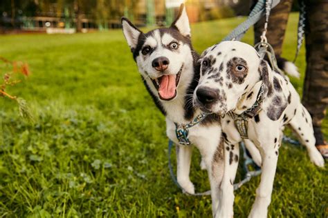 Hurtta hygieniatuotteet – Hurtta.com