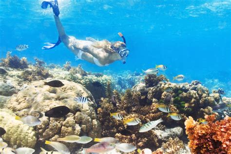 Snorkeling In Miami Best Spots To Visit Explore Local Coral Reef