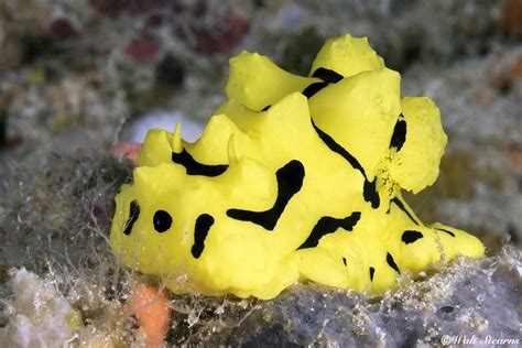 NAKED SNAILS Nudibranchs Sea Slug Sea Snail Species
