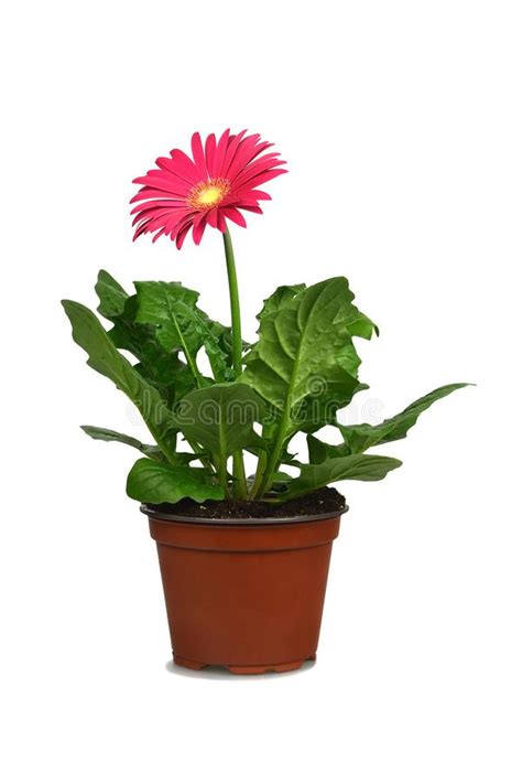 Gerbera No Vaso De Flores Isolado No Fundo Branco Imagem De Stock