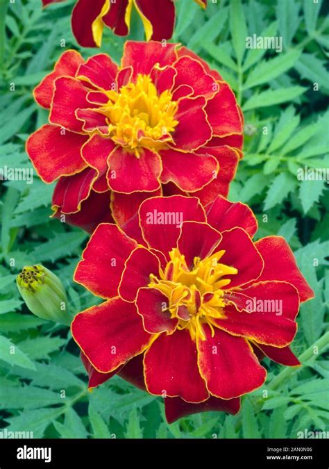 TAGETES PATULA SAFARI RED Stock Photo Alamy