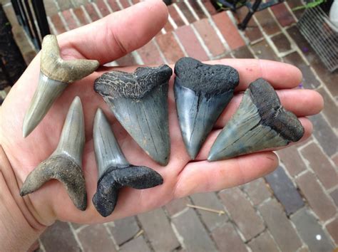 Surface Hunting Shark Teeth Around Charleston, Sc - Member Collections