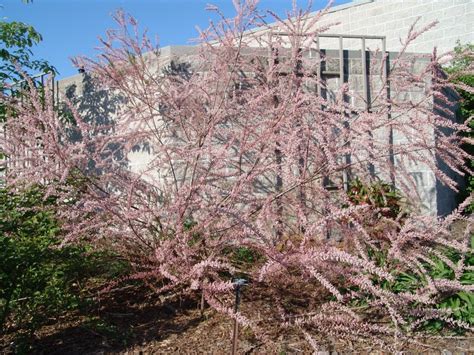 Тамарикс — надежный страж. Фото — Ботаничка