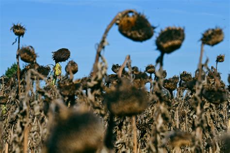 Canicules pénuries d eau inondations comment la France va s adapter