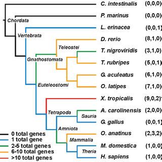 Perforin gene distribution inChordata. The phylogenetic tree shows the ...