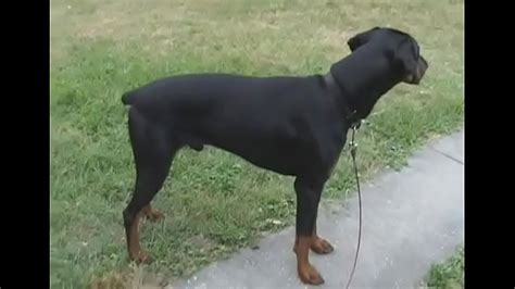 Bj Chaud Avec La Beaut D C T Xvideos