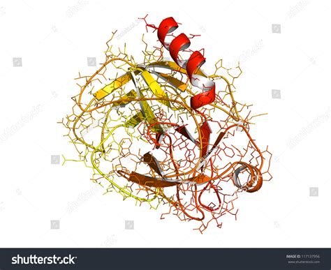 Trypsin Digestive Enzyme Molecule Human Chemical Stock Illustration