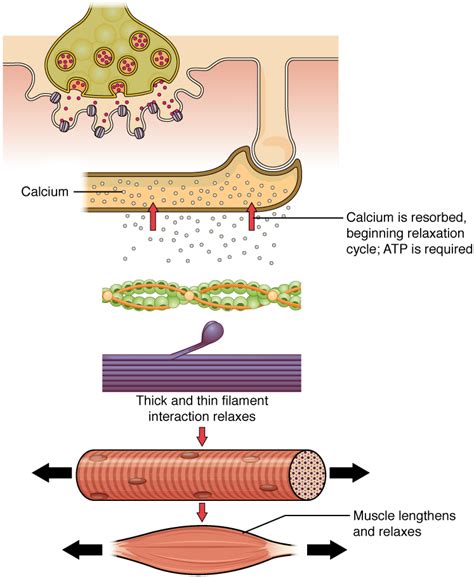 Unit 16: Muscle Physiology – Douglas College Human Anatomy & Physiology ...