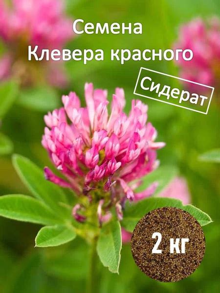 Клевер Кормушка_бобовые_1_красный - купить по выгодным ценам в интернет ...