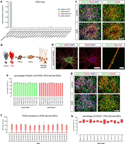 Characterization Of Ipsc Derived Neural Stem Cells Nscs A Download Scientific Diagram