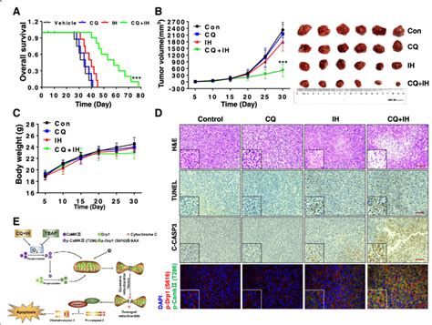 The Combination Of Cq Ih Inhibits Tumor Growth In A Tnbc Xenograft