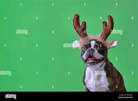 New Year And Christmas Concept With Boston Terrier Dog Wearing Reindeer